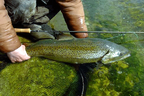 brown trout close.gif